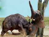 مستند حیات وحش - حمله بوفالو به فیل - راز بقا