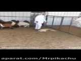 کلیپ وضعیت واتساپ عاشقانه