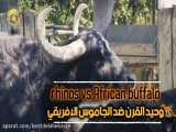 10 نبرد شدید شیر و کرگدن با پلنگ ، اسب آبی ، بوفالوی آفریقایی - در دنیای حیوانات
