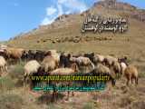 تصاویر زیبایی از گله گوسفندان در کوهستان