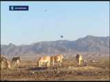 تولد نخستین گورخر ایرانی در پارک ملی کویر گرمسار