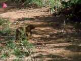 جدال مرگبار مامبای سیاه و مانگوس