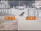 سگ باهوش و عبور از خیابان
