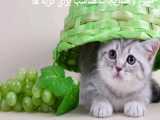 میوه و سبزیجات مناسب برای گربه ها