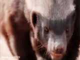 HONEY BADGER is the most aggressive and fearless animal in the world