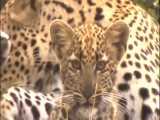 | Mother Leopard Fail To Save Her Baby