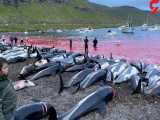فیلم هولناک از کشتار ۱۴۰۰ دلفین