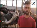 پرورش شترمرغ در بنارویه/پخش از برنامه در استان شبکه فارس