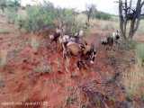 African wild dogs killing an Oryx - Not For Sensitive People
