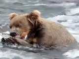 شکار ماهی توسط خرس پوستش رو زنده زنده کند !!!