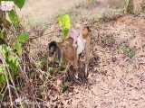 Cute baby monkey and goat look for food in the forest