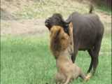به شدت کمیاب!!! شیر نر نترس به گله بوفالو حمله می کند ، تنها !!!
