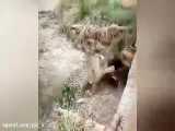 درگیری پلنگ و کفتار بر سر شکار