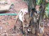 Baby goat helps baby monkey get fruit from the tree