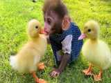 بازی میمون کوچولو با جوجه اردک های بامزه