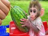 خوب هندوانه خوردن بچه میمون کوچولو