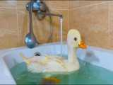 آب تنی اردک ها در وان حمام