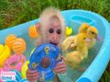 آب بازی بچه میمون بامزه و جوجه اردکها