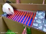 Hamster Escapes from the Minecraft Prison Maze