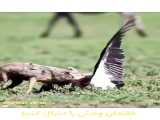 کلیپ نبرد حیوانات / شکار لک لک توسط عقاب
