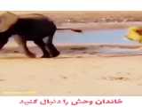 کلیپ نبرد و جنگ حیوانات / شکار بچه فیل توسط شیر