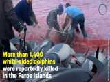 کشتار دلفین در جزایر فارو 