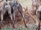 TOP 5 WILD DOGS ATTACK BABIES ANIMALS MOMENTS