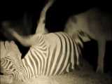 Zebra Feast - Lioness Crushes The Testicles Of Still Alive Zebra In Darkness