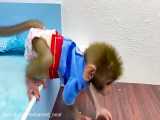Baby monkey Bon Bon go to the toilet and playing with the puppy So cute