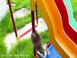 Bon Bon playing with So cute duckling roll down a slide full of koi fish