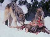 ۵ گرگ شکارچی در لحظات زمستانی - مستند حیات وحش
