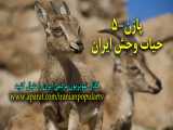 پازن-5 حیات وحش ایران Mountain goat Iranian Wildlife