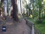 «پارک ملی سکویا»؛ آتش بیخ گوش بزرگترین درختان جهان 