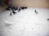 هوا کردن کبوتر