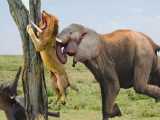 حمله وحشیانه فیل به شیر - مستند حیات وحش