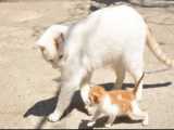 گربه های بامزه و خنده ار - طنز حیوانات خانگی