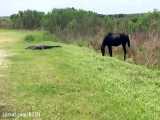 Horse attacks alligator! Payne& 039;s prairie 4/12/17
