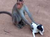 دزدیده شدن توله سگ توسط میمون