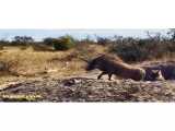 کلیپ نبرد و جنگ حیوانات / حمله برق آسا پلنگ به گرازها
