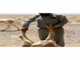 کلیپ جنگ و شکار حیوانات / اتفاق دردناکی که برای گوزخر ایرانی افتاد