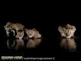 فیلم دیدنی و جالب حیوانات / آب خوردن حواس جمع شیرها
