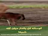 کلیپ حمله و شکار حیوانات / گوساله کل یالدار میان گله شیرها