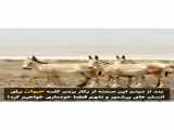 کلیپ نبردو شکار حیوانات / اتفاق دردناکی که برای گوزخر ایرانی افتاد