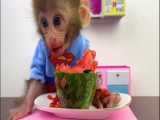 بچه میمون بن بون مینی هندوانه می خورد