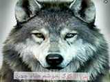 من از گرگ خوشم میاد چون هیچ وقت به کسب اعتماد نمی کنه