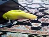 بازی های طوطی بامزه ی من