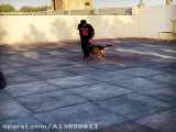 بارو سگ باهوش ايران در حال تمرين