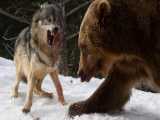 نبرد گرگ و خرس به خاطر غذا