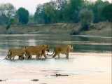 حیات وحش | مبارزه شیر در طول رودخانه با کروکودیل‌ها | راز بقا