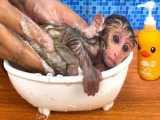 بچه میمون Bon Bon در حمام حمام می کند و با توله سگ بازی می کند بسیار زیبا